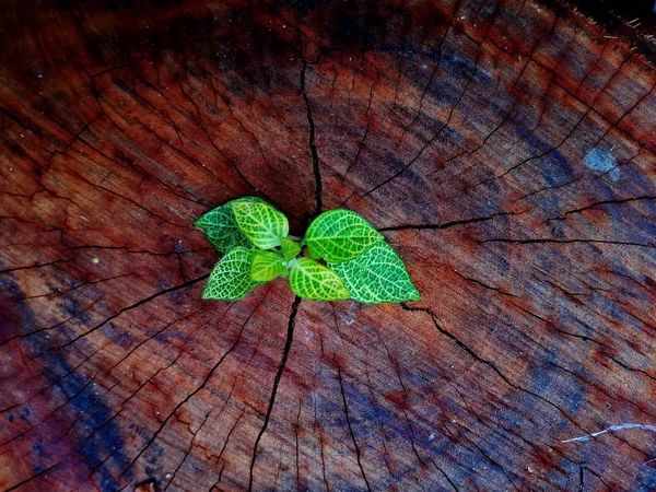 Planta Que Cresce Através Tronco Toco Árvore — Fotografia de Stock