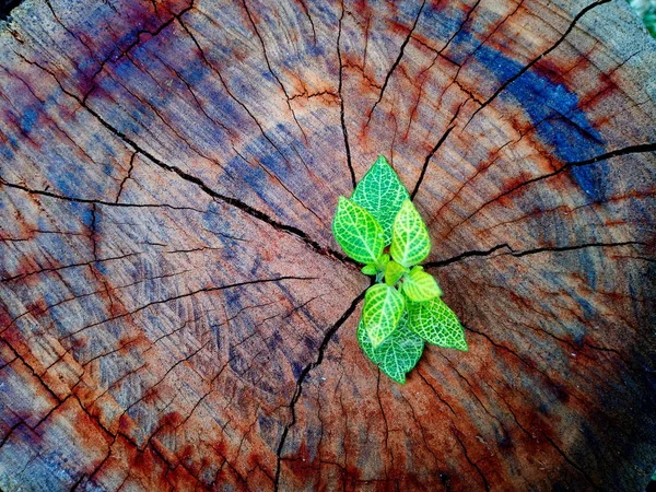 Planta Que Crece Través Del Tronco Del Tronco Del Árbol — Foto de Stock