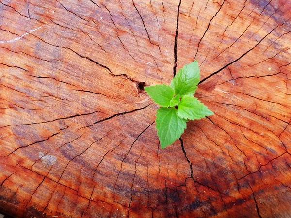 Planta Que Cresce Através Tronco Toco Árvore — Fotografia de Stock