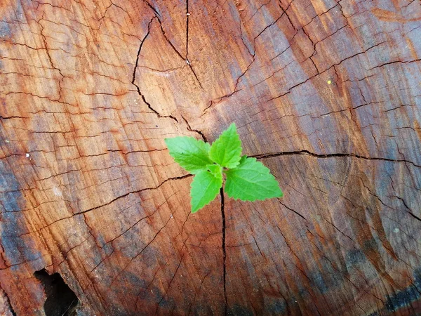 Planta Que Cresce Através Tronco Toco Árvore — Fotografia de Stock