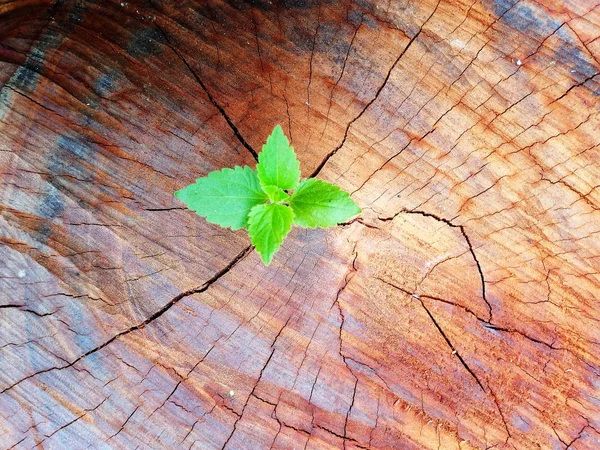 Planta Que Cresce Através Tronco Toco Árvore — Fotografia de Stock