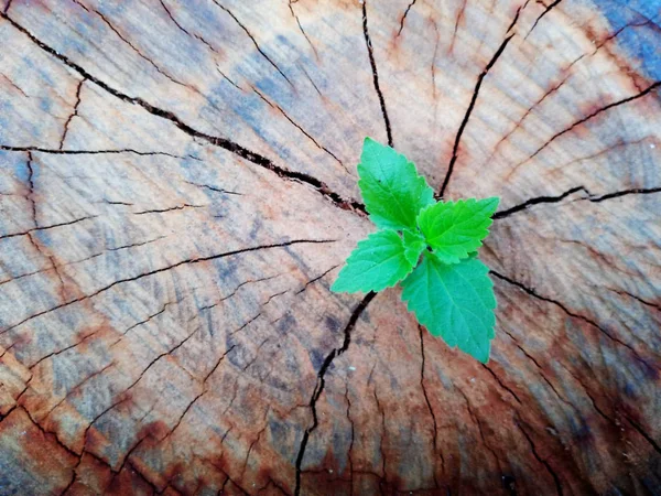 Tumbuhan Tumbuh Melalui Batang Pohon Tunggul — Stok Foto