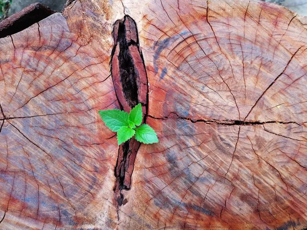 Planta Que Cresce Através Tronco Toco Árvore — Fotografia de Stock
