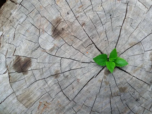 Planta Que Cresce Através Tronco Toco Árvore — Fotografia de Stock