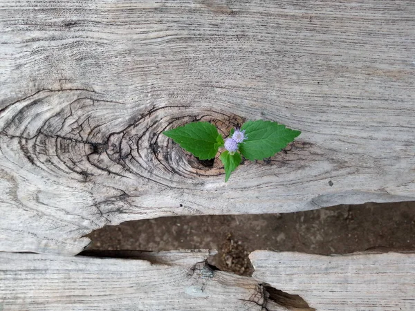 Plant Growing Out Old Plank Wood — Stock Photo, Image