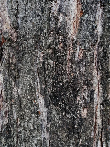 Closeup Macro Detalhe Idade Velha Bela Casca Árvore Bordo Carvalho — Fotografia de Stock