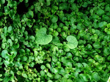 çiğ genç yeşil çimenlerin üzerinde bırakır. Taze yeşil bahar çimen çiy damlaları closeup ile. Yumuşak odak. Doğa Background.Grass bıçaklar çiğ damlaları ile güneşin doğuşunu sabah sis soyut.