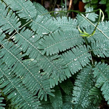 çiğ genç yeşil çimenlerin üzerinde bırakır. Taze yeşil bahar çimen çiy damlaları closeup ile. Yumuşak odak. Doğa Background.Grass bıçaklar çiğ damlaları ile güneşin doğuşunu sabah sis soyut.