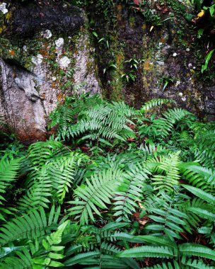 bahçede eğrelti otu ve yosun