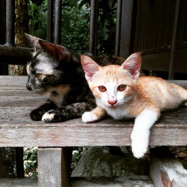 en güzel kedi resimleri 