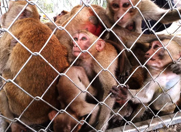 Mono Una Jaula — Foto de Stock