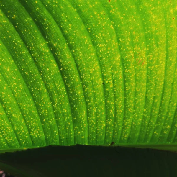 dew drops on young green grass. Fresh green spring grass with dew drops closeup. Soft Focus. Abstract Nature Background.Grass blades with drops of dew on the sunrise in the morning mist