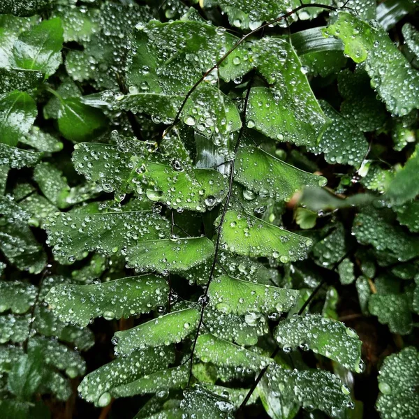 Dauw Druppels Jonge Groen Gras Verse Groene Lente Gras Met — Stockfoto