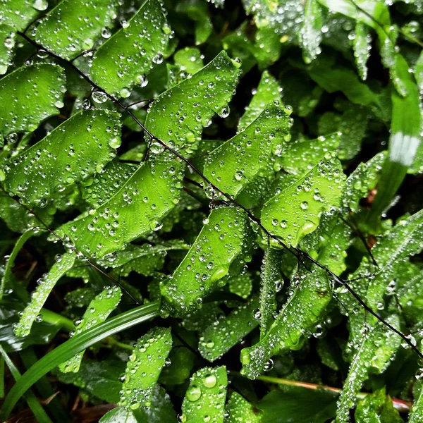 Dauw Druppels Jonge Groen Gras Verse Groene Lente Gras Met — Stockfoto