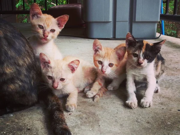 Grupa Małe Kocięta — Zdjęcie stockowe
