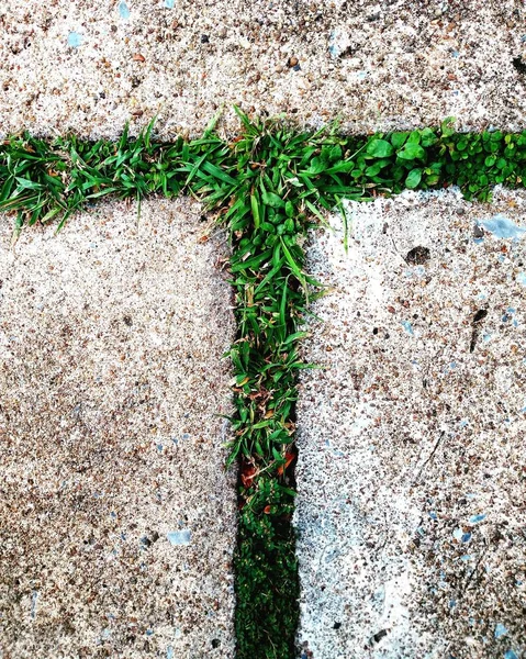 Planta Jovem Crescendo Através Concreto Cimento Conceito Esperança Chão — Fotografia de Stock