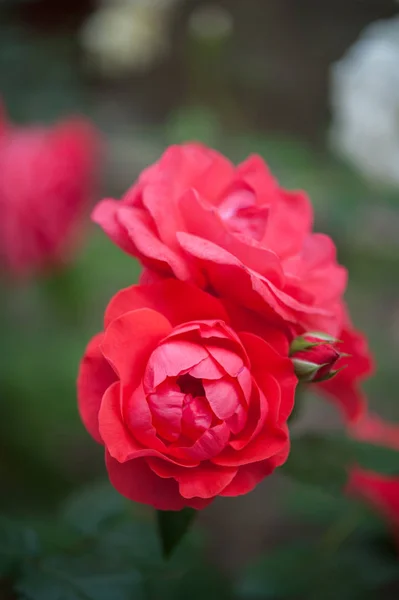 Přirozené Světlé Růže Pozadí Jasně Červená Růže Valentýna — Stock fotografie