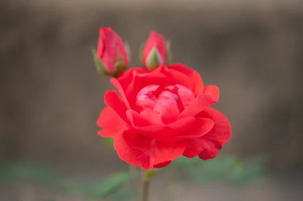 Fundo Rosas Brilhantes Naturais Rosa Vermelha Brilhante Para Dia Dos — Fotografia de Stock