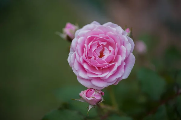 Naturliga Ljusa Rosor Bakgrund Ljust Rosa Ros För Alla Hjärtans — Stockfoto