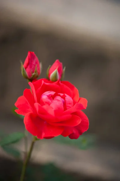 Přirozené Světlé Růže Pozadí Jasně Červená Růže Valentýna — Stock fotografie