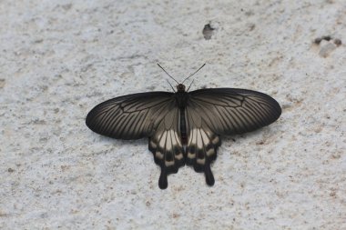 Yakın göbek ortak Gül Kelebek (Pachliopta aristolochiae ) yere asılı