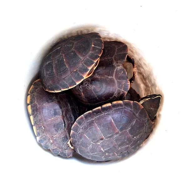 Schildkröte Auf Weißem Hintergrund — Stockfoto