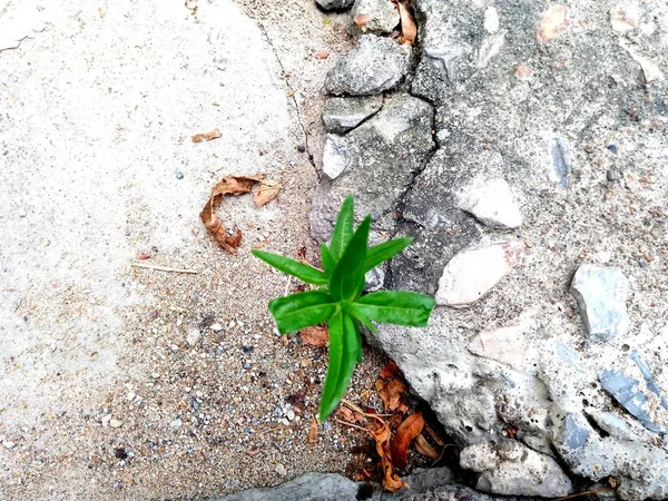 Plant Growing Out Concrete — Stock Photo, Image