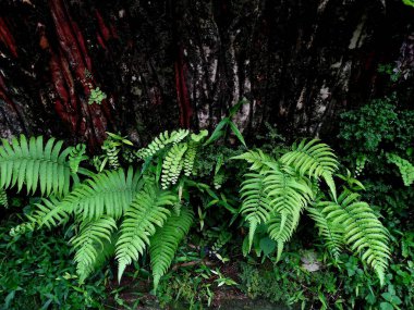 bahçede eğrelti otu ve yosun
