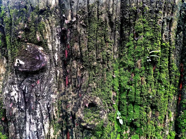 Mousse Verte Luxuriante Dans Forêt Comme Fond Motif — Photo