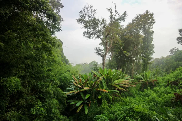 Dzsungel Trópusi Növény Bokor Banana Zöld Levelek Esőerdő — Stock Fotó