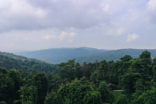 泰国雨林中的树木和山林 — 图库照片