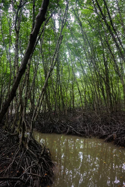 Córrego Que Flui Através Uma Floresta Mangue Can Gio Island — Fotografia de Stock