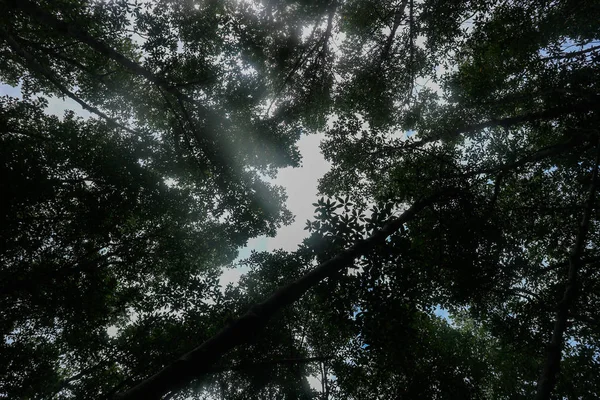 Mira Hacia Arriba Dosel Árbol Hoja Caduca Con Sol Través — Foto de Stock