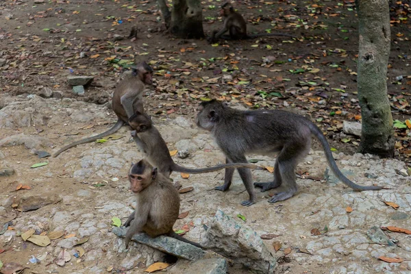 Wild Rhesus Majom Can Gio Sziget Vietnam — Stock Fotó