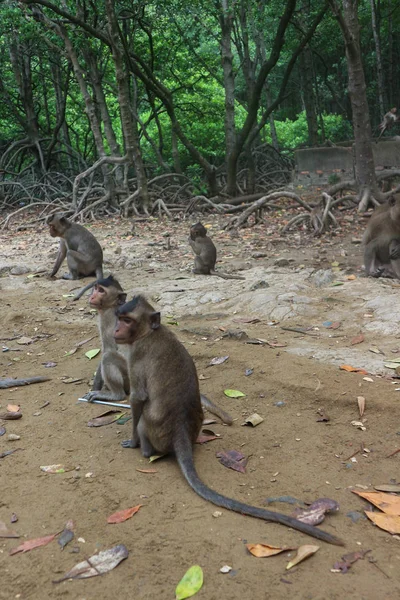 Wild Rhesus Majom Can Gio Sziget Vietnam — Stock Fotó