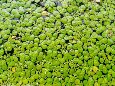 Yeşil ördek otlarını kapatın.