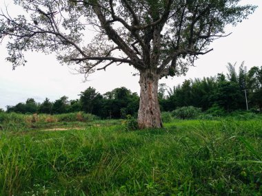 yeşil alanda eski ağaç