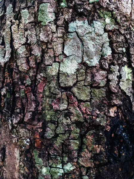 Old Wooden Plank Tree Bark — Stock Photo, Image