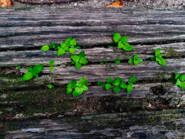 Växt Som Växer Gamla Träd Timmer — Stockfoto