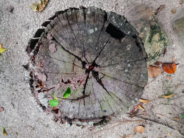 Plant Growing Out Tree Stump — Stock Photo, Image