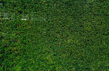 yeşil yaprak bitki duvar arka planlar