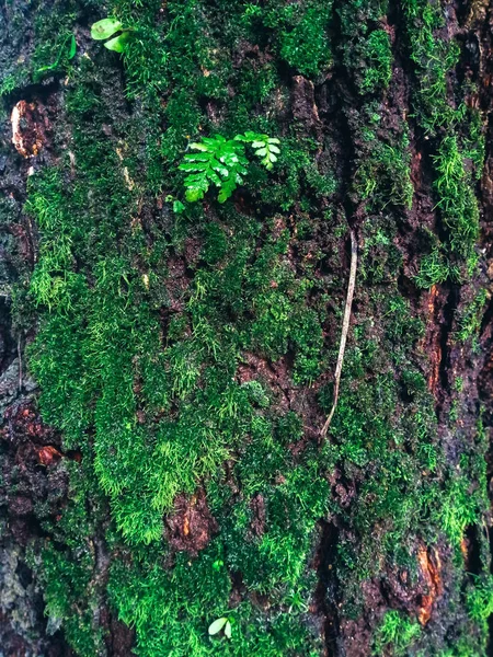 Hermoso Musgo Verde Suelo — Foto de Stock