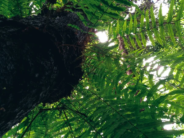 Musgo Samambaia Árvore Casca Floresta Tropical — Fotografia de Stock