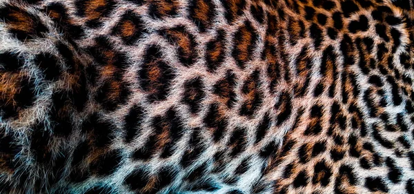 leopard skin pattern animal backgrounds