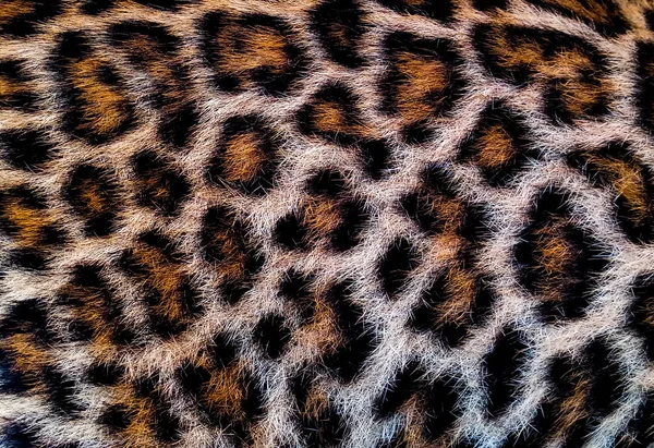 leopard skin pattern animal backgrounds