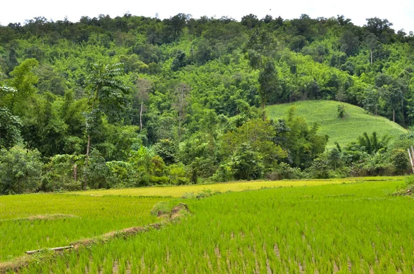 Bepflanzung Von Reisfeldern Der Regenzeit Der Asiatischen Landwirtschaft — Stockfoto