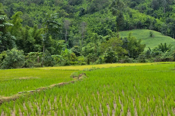 Plantarea Câmpului Orez Sezonul Ploios Agricultura Asiatică — Fotografie, imagine de stoc