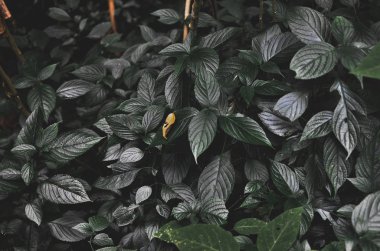 yeşil yaprak bitki arka planlar