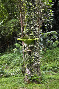 Platycerium eğrelti otları bitki staghorn veya elkhorn eğrelti otu kabuğu ağacı üzerinde büyüyen