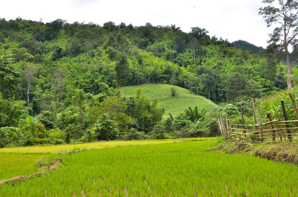 Bepflanzung Von Reisfeldern Der Regenzeit Der Asiatischen Landwirtschaft — Stockfoto